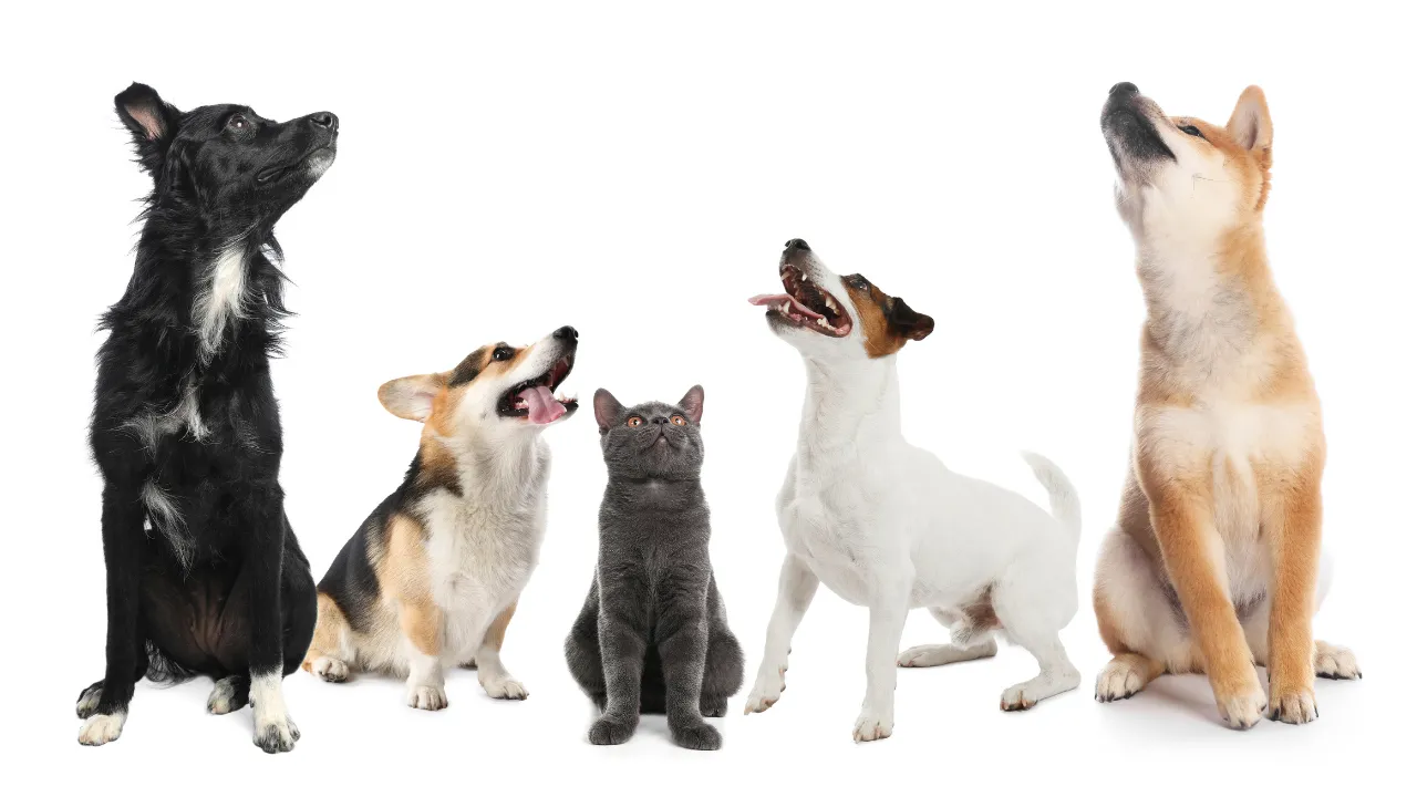 Ashcroft Pharmacy: Now Caring for Your Pets-Ashcroft 4 pets