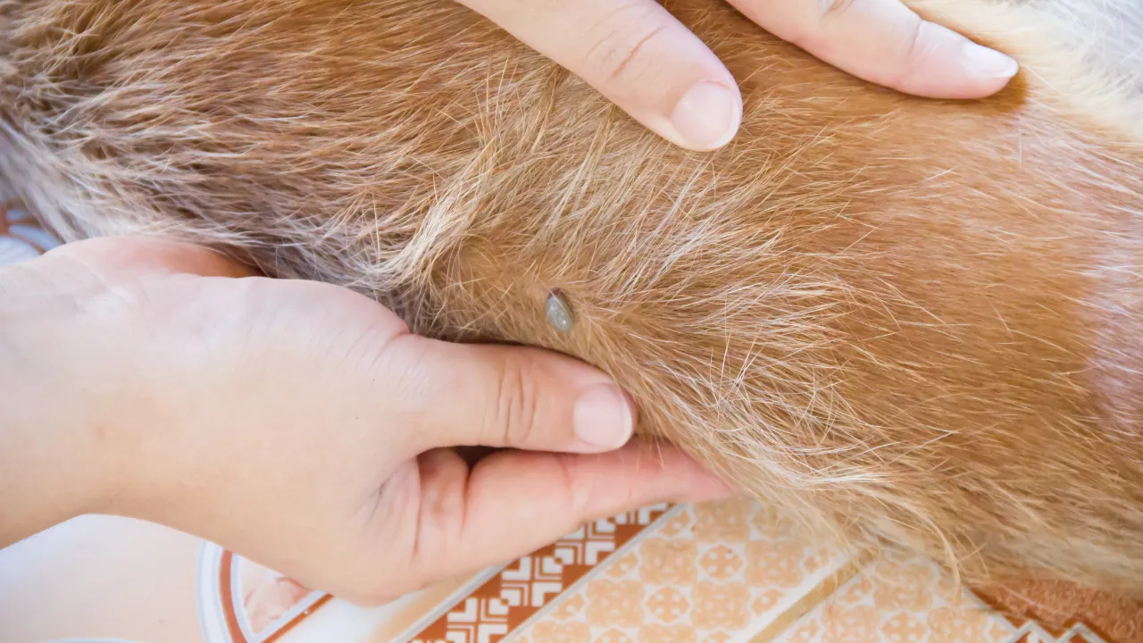 Check Your Dog for Fleas: Easy flea Guide (2026)