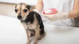 How to Check Your Dog for Ticks
