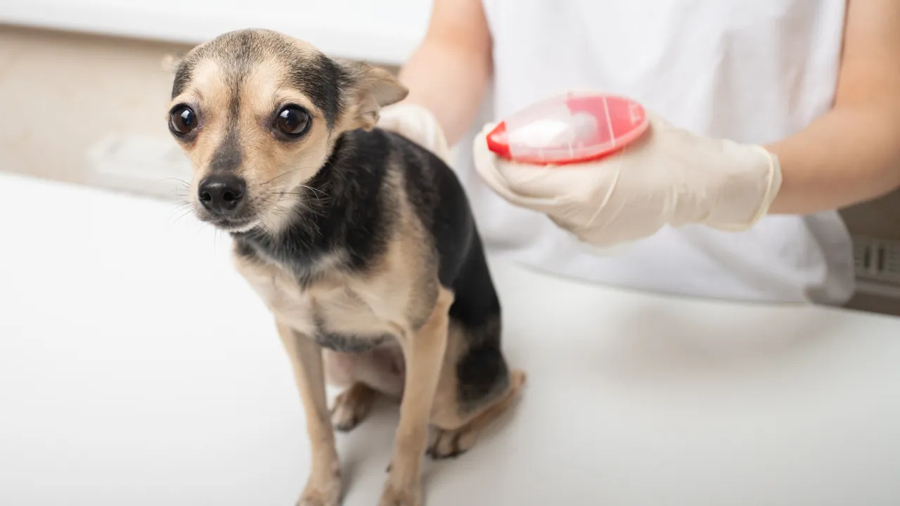 How to Check Your Dog for Ticks