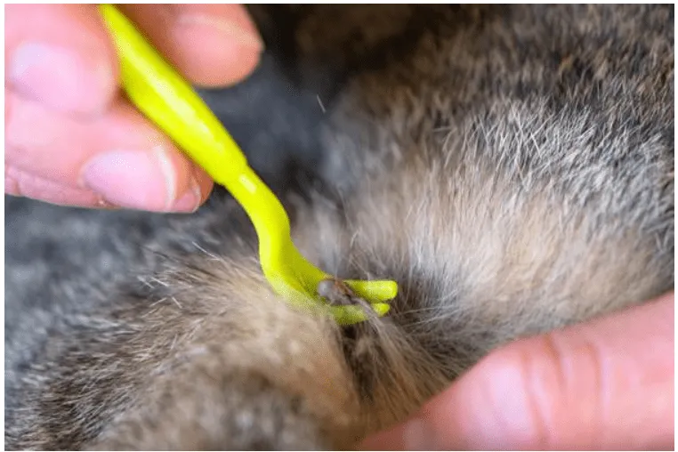 How to remove a tick safely