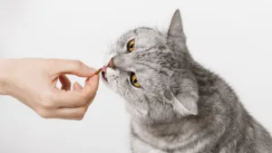 Pet Medicine Prescription UK Rules: Why Required