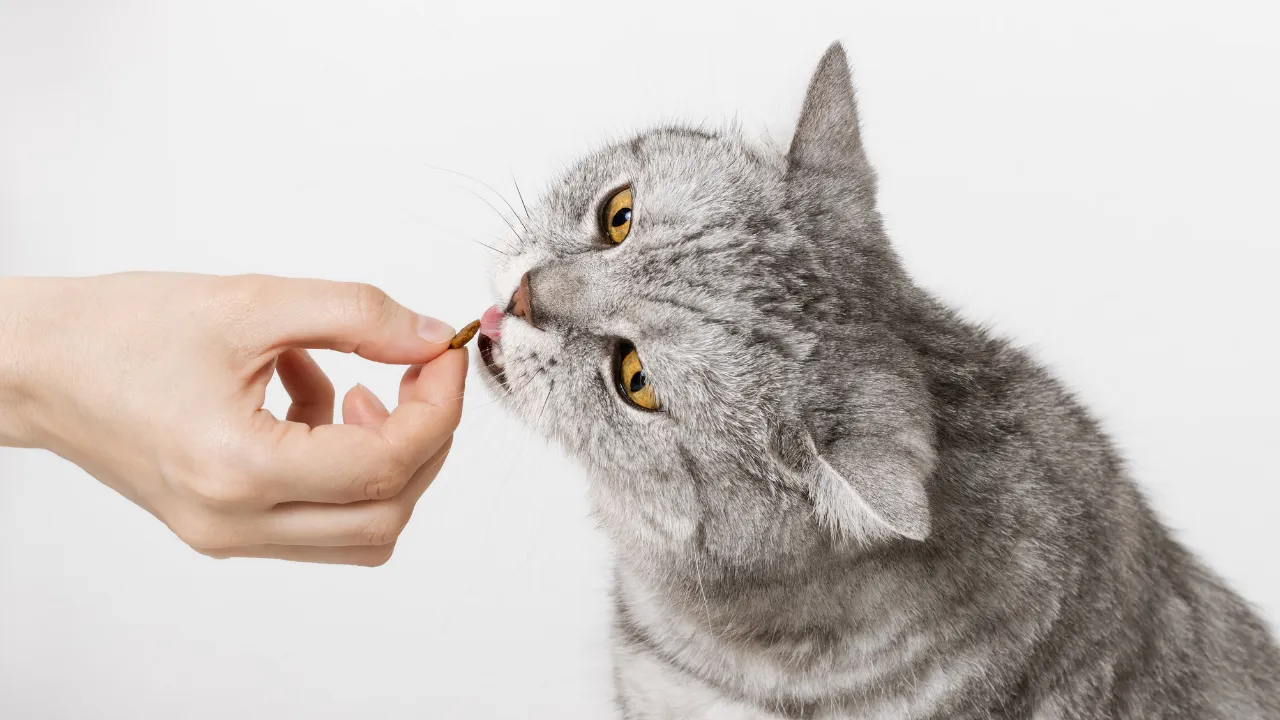 Pet Medicine Prescription UK Rules: Why Required