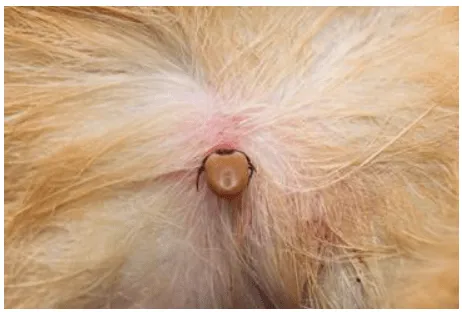 What ticks look like on dogs, close up