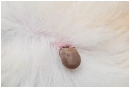 What ticks look like on dogs