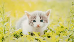 Can cats Get Fleas in Winter
