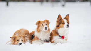 Can cats Get Fleas in Winter
