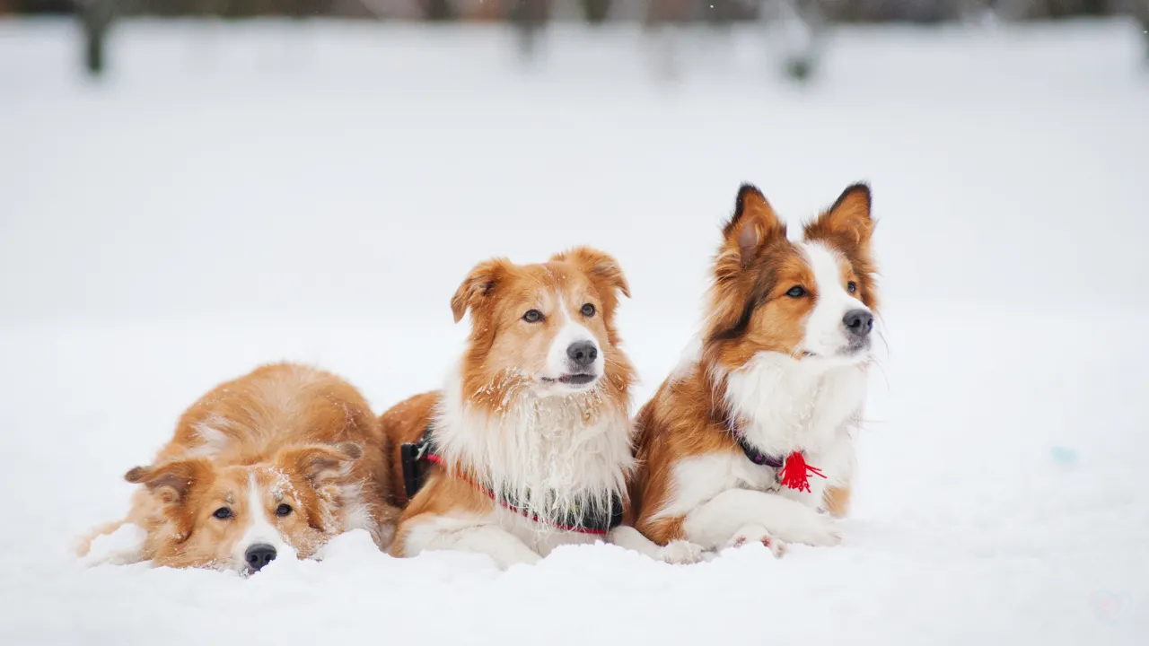Can cats Get Fleas in Winter