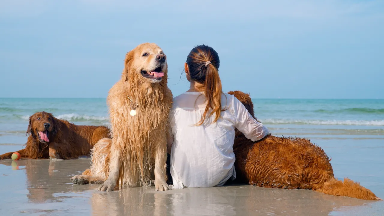 How to Keep My Dog Cool in a Heatwave